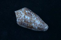 藏品(芋螺)的圖片